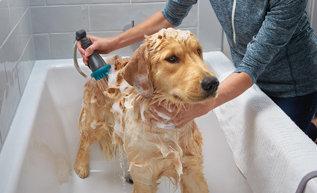 How to Keep a Home with Pets Clean