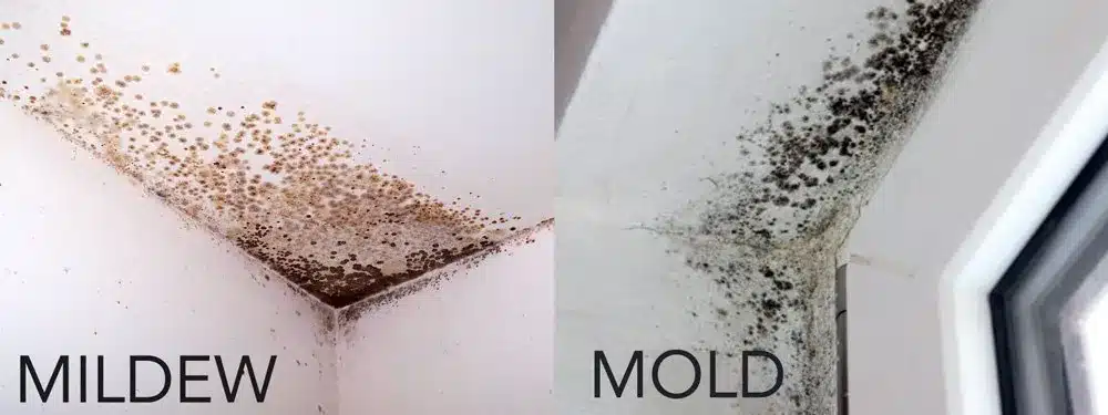 How to Clean Mold Around Your House 