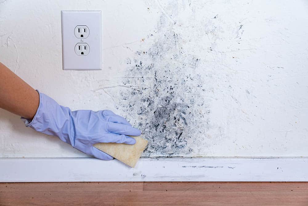 How to Clean Mold Around Your House 